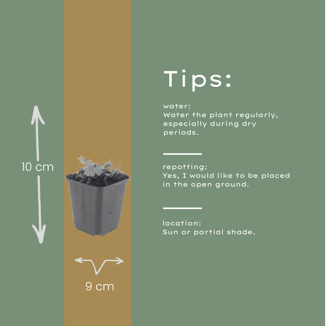 24x Geranium sang. 'Max Frei' - ↕10-25cm - Ø9cm