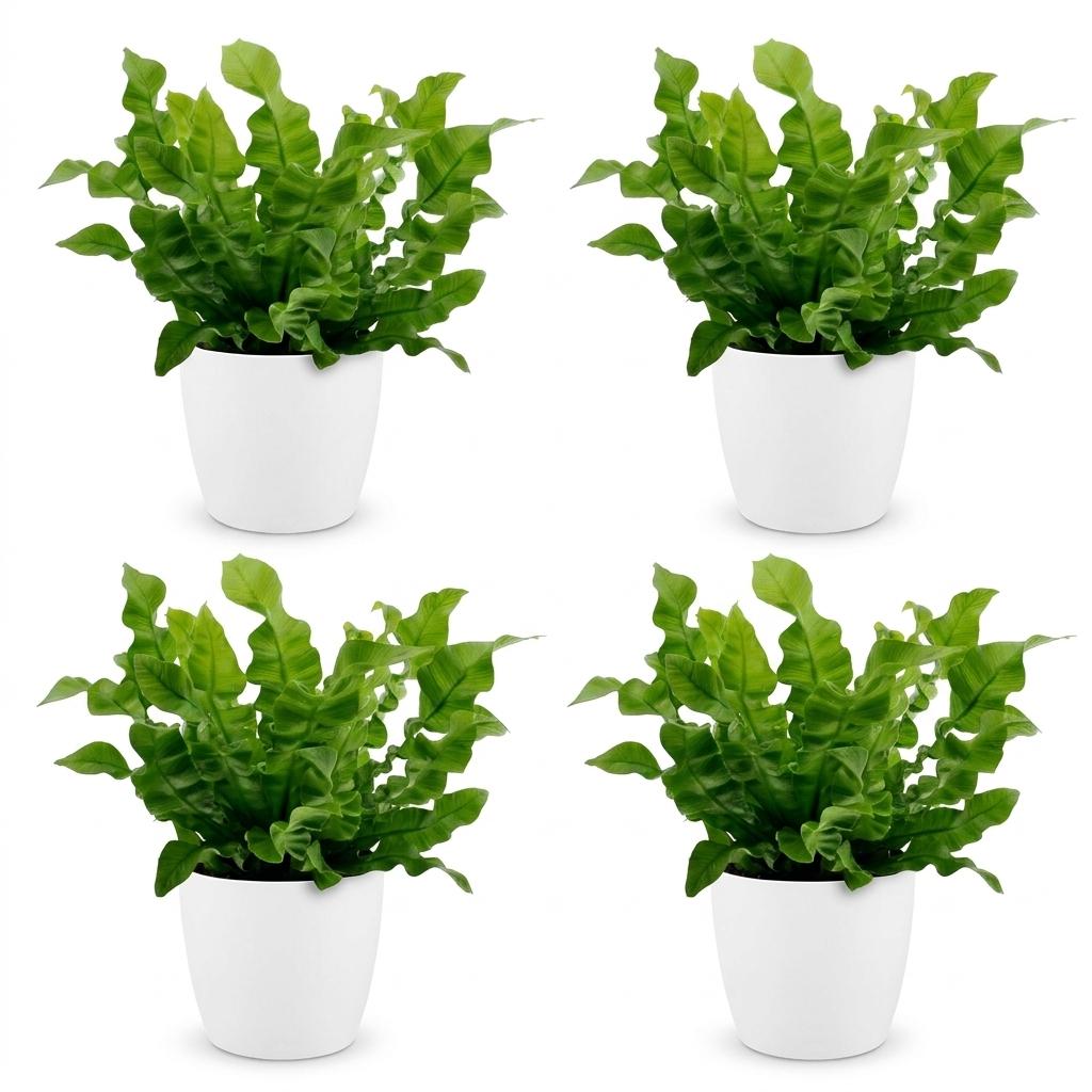Asplenium Crispy Wave - Crispy Wave Fern - 4 Plants - with White Pot - Pot 12cm - Height - 30cm