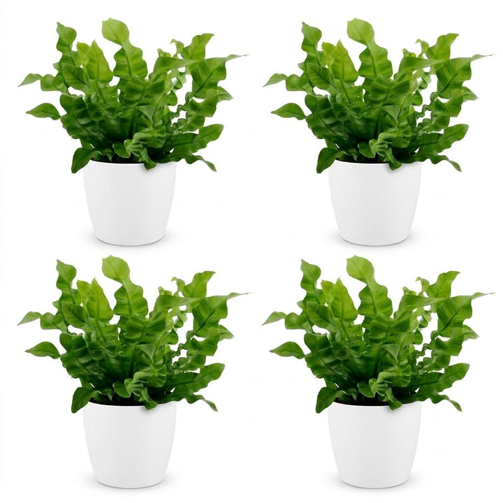 Asplenium Crispy Wave - Crispy Wave Fern - 4 Plants - with White Pot - Pot 12cm - Height - 30cm