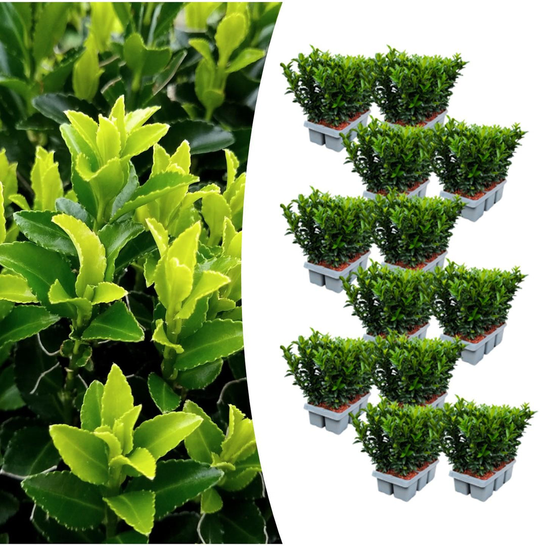 Euonymus Green Spire Plants 72 Pack - 7cm Pot Hedge Shrubs