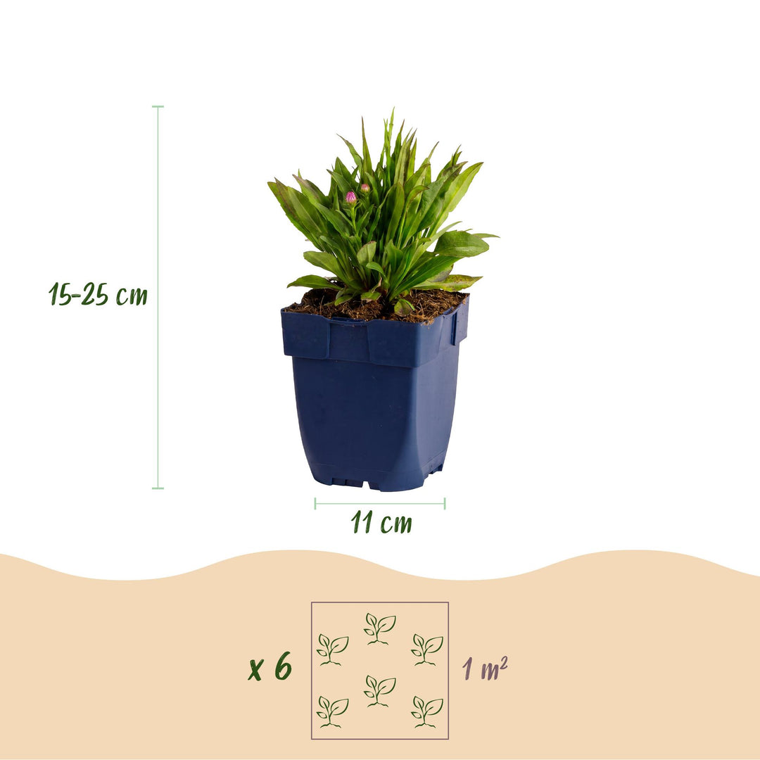 Plante vivace - Aster Wood's Pink - Spirée - Attire les abeilles et les papillons - Rose - 24 Plantes - Pot 11cm - Hauteur 15-25cm