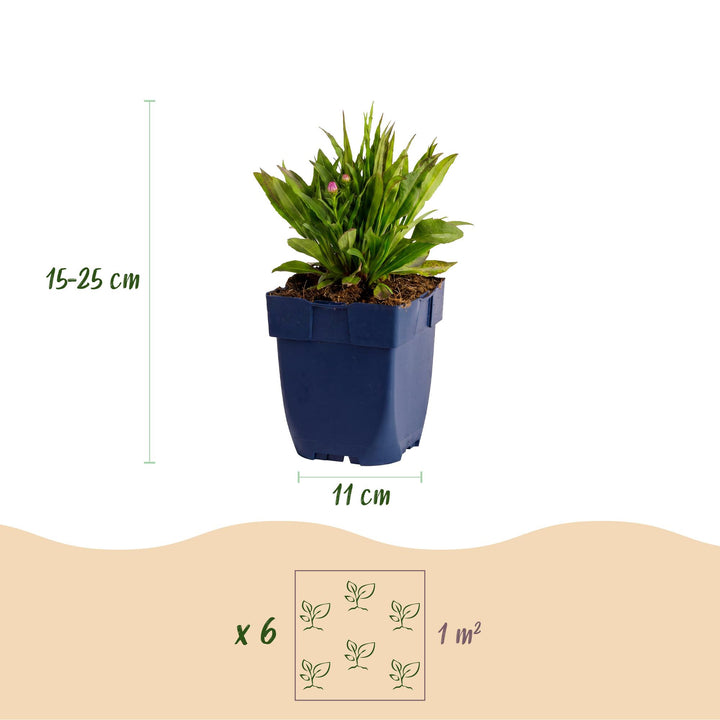 Plante vivace - Aster Wood's Pink - Spirée - Attire les abeilles et les papillons - Rose - 24 Plantes - Pot 11cm - Hauteur 15-25cm