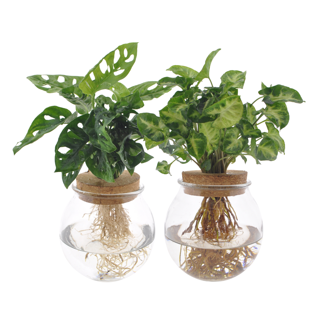Monstera Adansonii Syngonium Hydroponic Plant Duo Bolglas 12cm