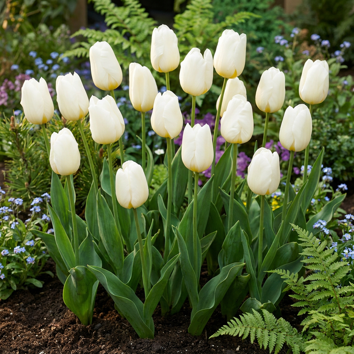 120x Tulipa Triumph White - Tulipe Triomphe Blanche - Blanc - Floraison printanière - Calibre 11/12