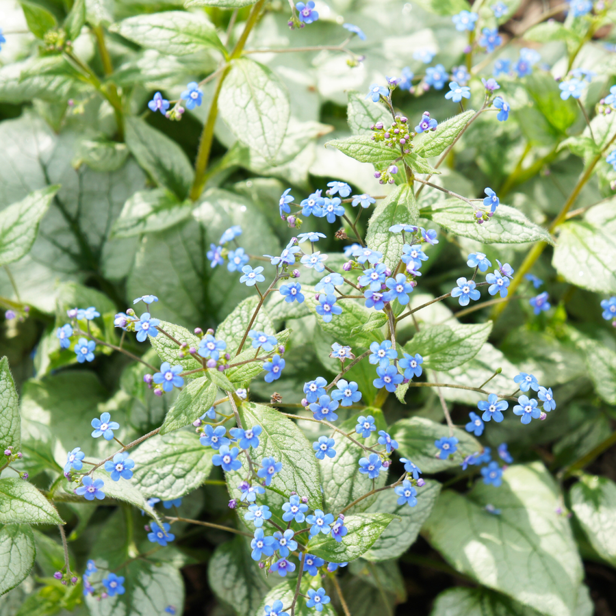 Siberian bugloss with heart-shaped green leaves and tiny blue flowers with yellow centres on branching stems