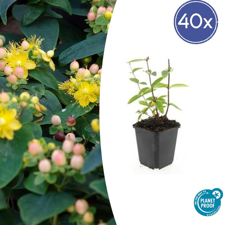 40x Hypericum inodorum 'Annebel' | Compact Shrub 10-25cm Ø9cm