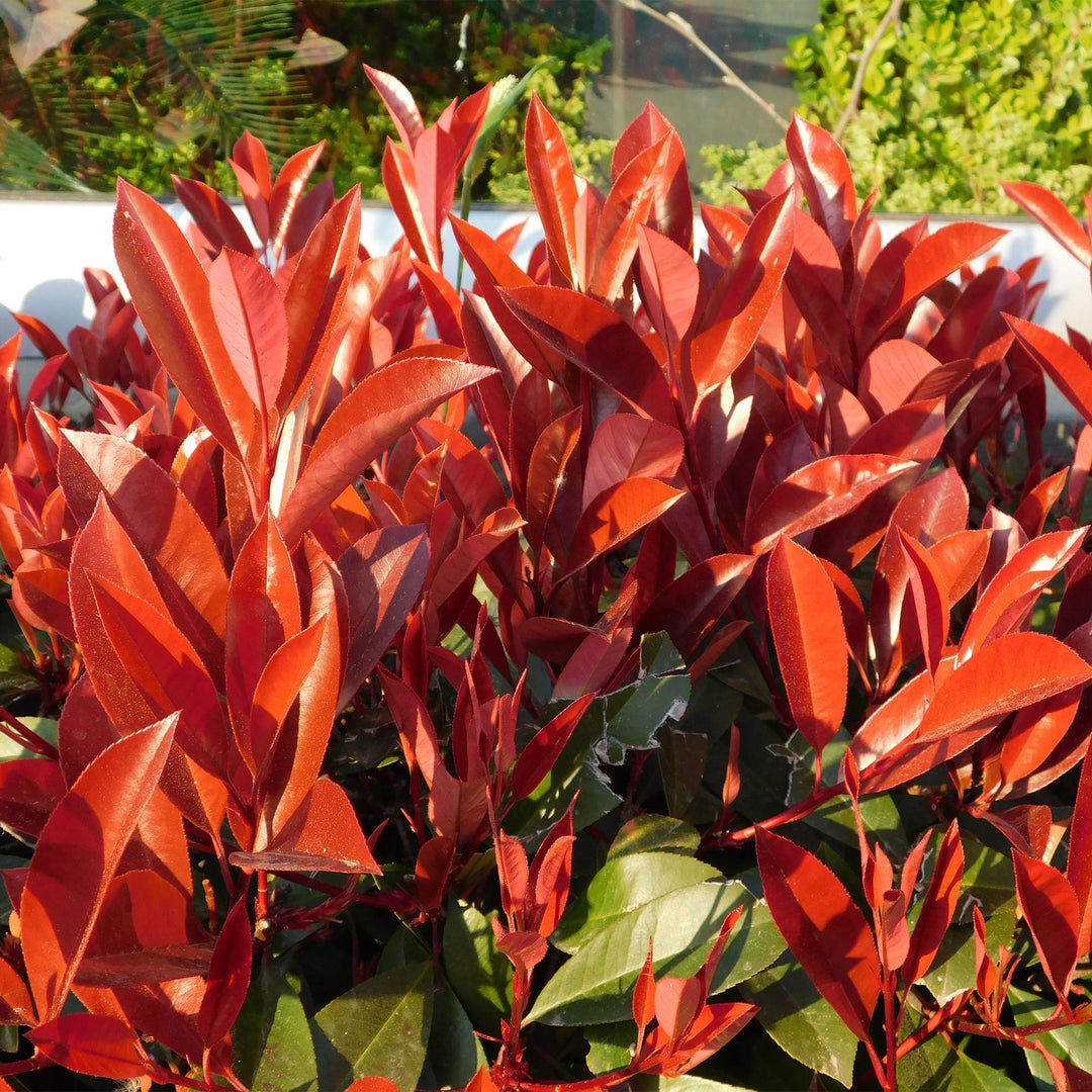 Photinia fraseri Red Robin hedge plants, pack of 6, image 5