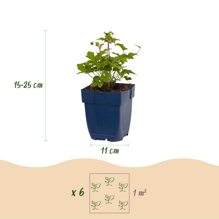 Plante vivace - Anemone hup. Splendens - Anémone d'automne - Ombre - Rose Foncé - 24 Plantes - Pot 11cm - Hauteur 15-25cm