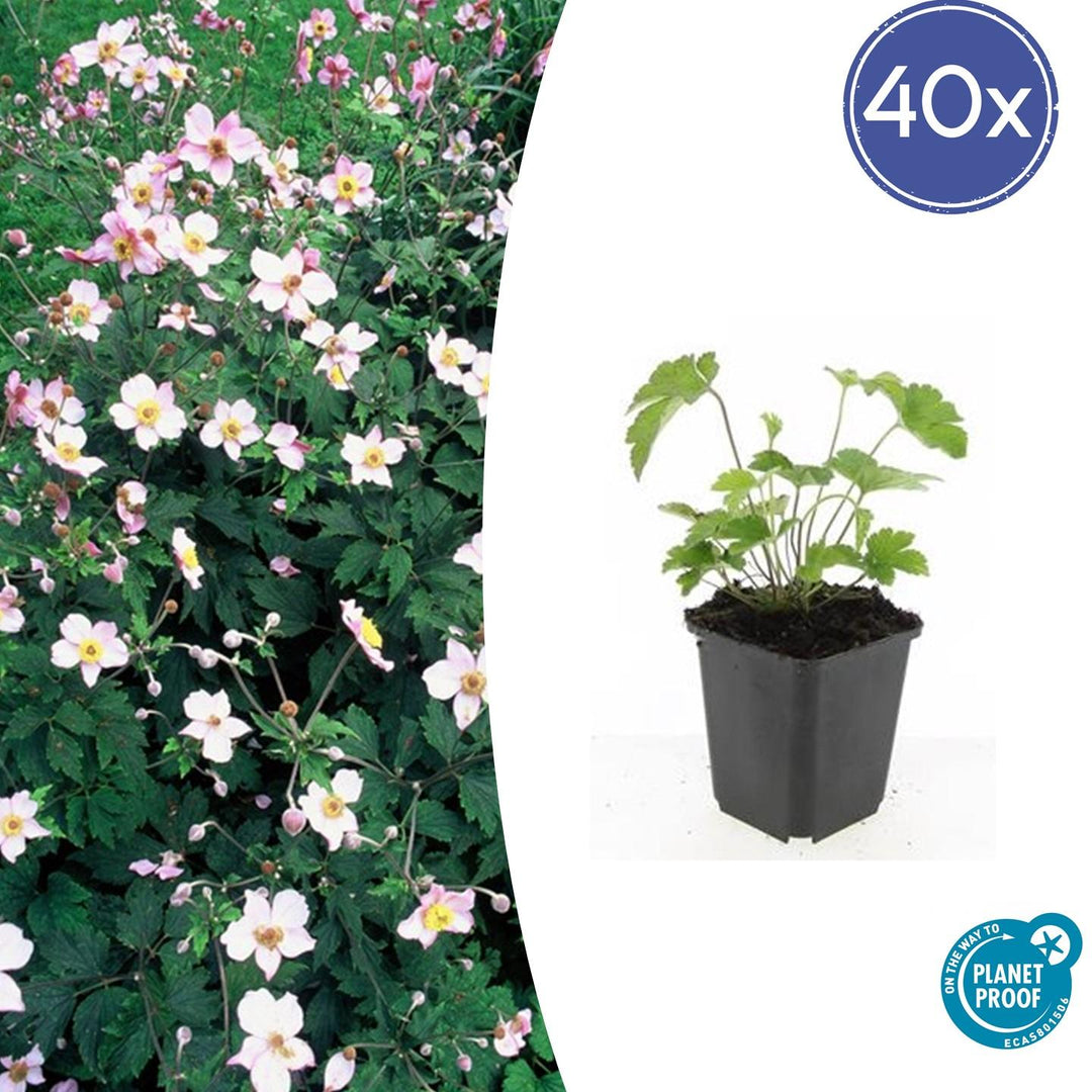 40x Japanese Anemone Robustissima - Pink Hardy Perennial 9cm Pot