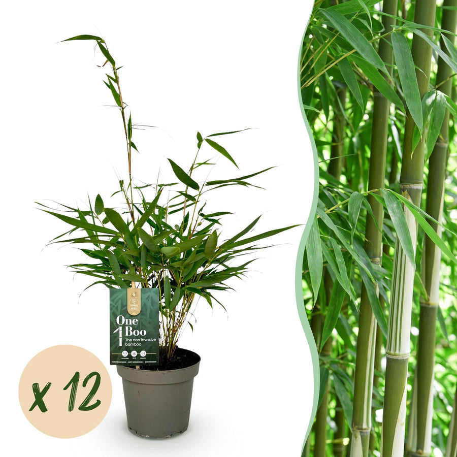 12 Fargesia robusta Pingwu clumping bamboo plants in 14cm pots