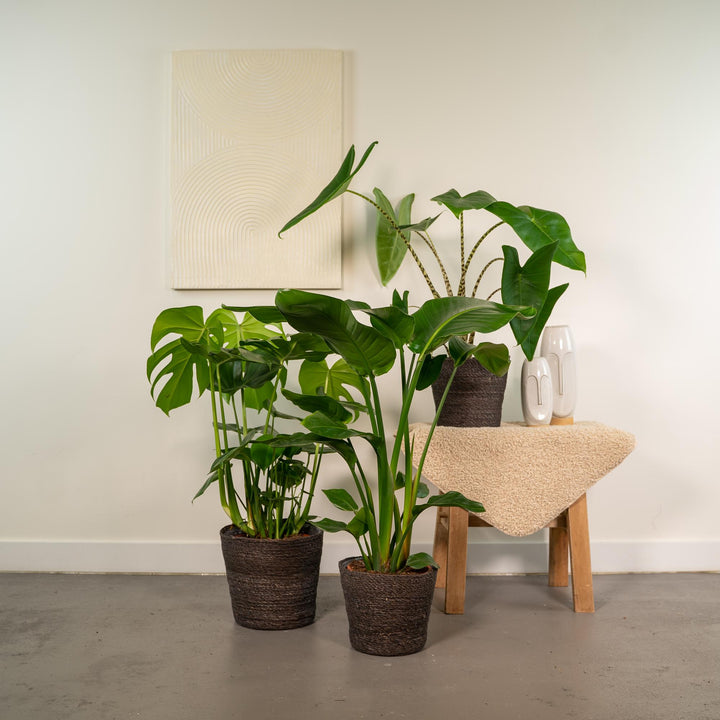 Tropical Trio: Monstera, Alocasia & Strelitzia – Fresh, Air-Purifying & Easy Care!