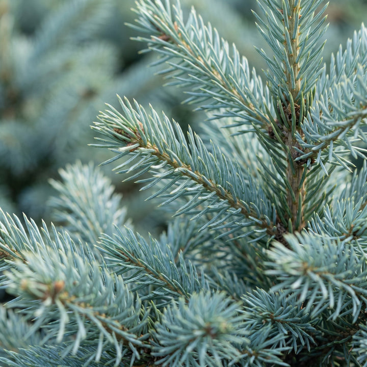 Picea pungens Glauca Blue Spruce living Christmas tree in growing pot, approx. 60cm tall, image 4