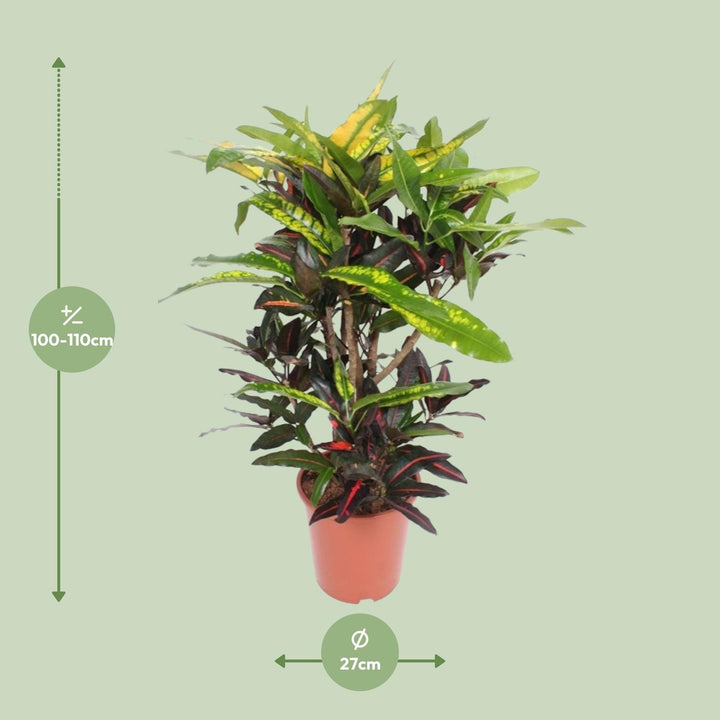 Croton Mango Plant 27cm - Codiaeum Multi-Colored Indoor Plant