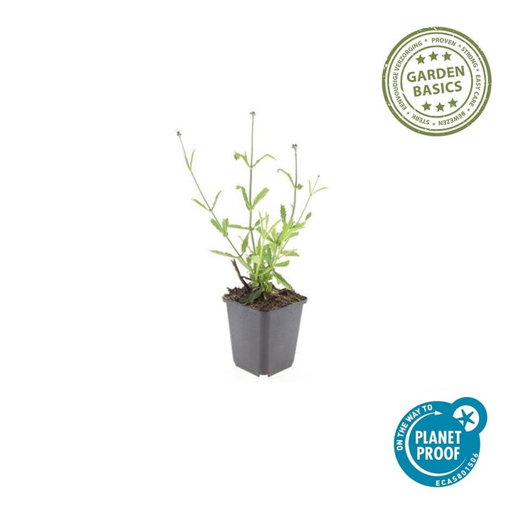 Verbena bonariensis 'Lollipop': Compact Purple Blooms for Endless Charm – Buy Now!