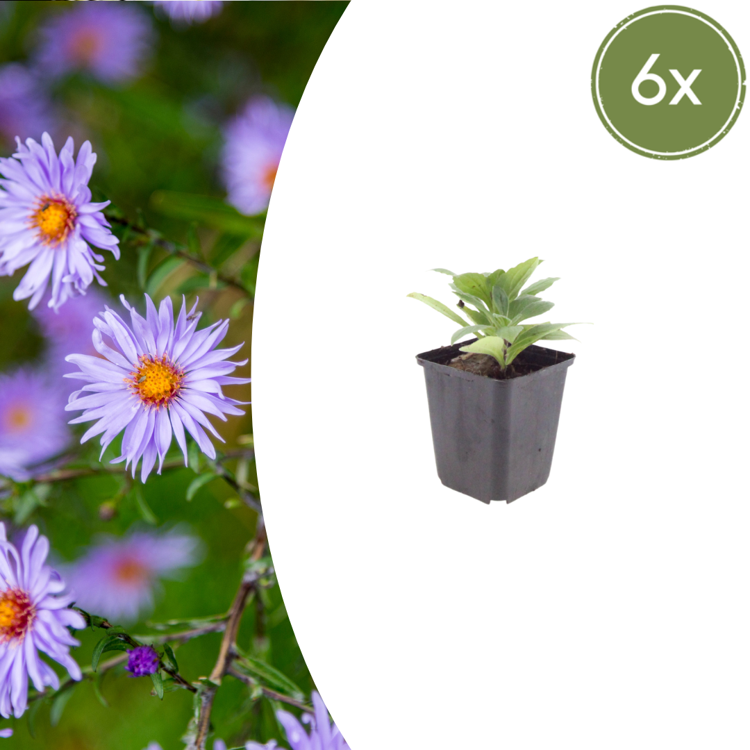 6x Aster frikartii 'Monch' - ↕10-25cm - Ø9cm
