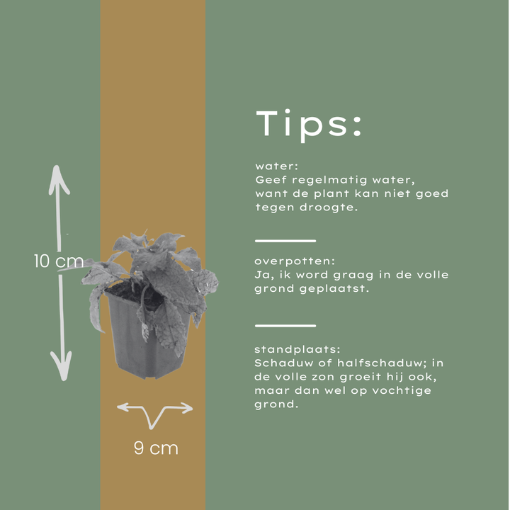 24x Symphytum grandiflorum - ↕10-25cm - Ø9cm