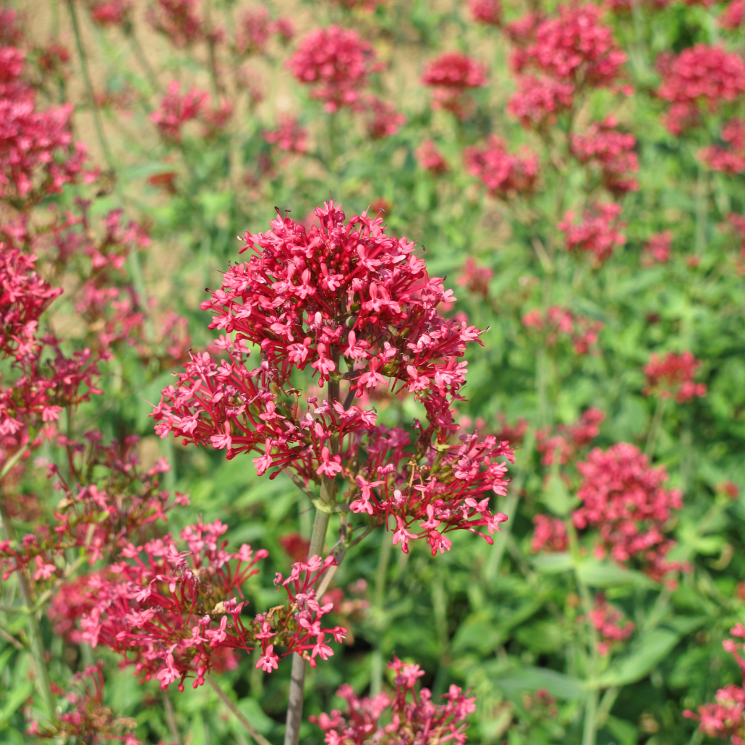 60x Centranthus ruber 'Coccineus' - ↕10-25cm - Ø9cm