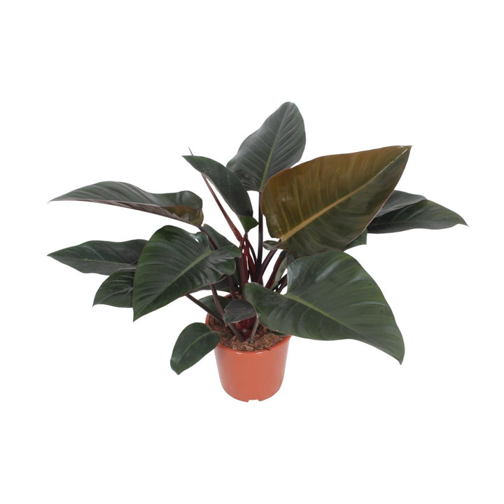 Philodendron Congo Red Plant - Air Purifying Houseplant 27cm Pot