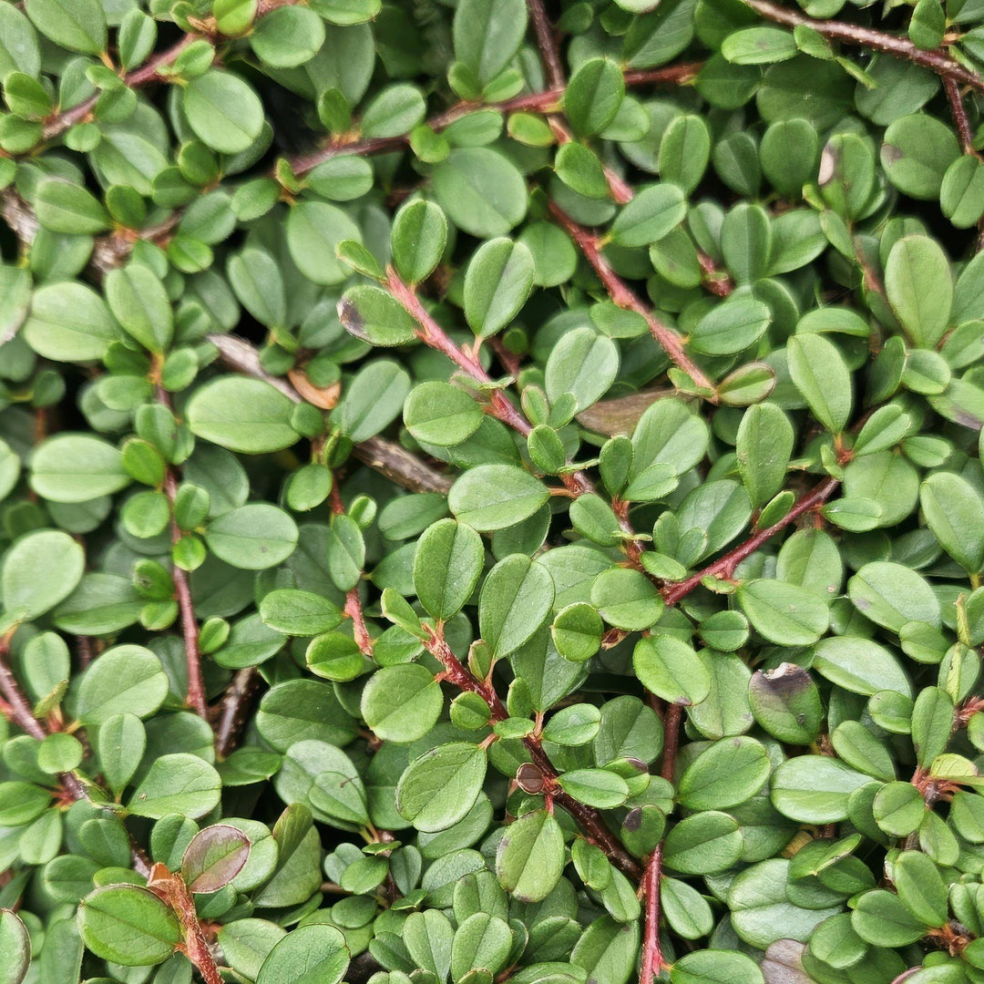 6x Cotoneaster pr. 'Streib's Findling' - ↕10-25cm - Ø9cm full-plant overview, low-growing glossy evergreen ground cover