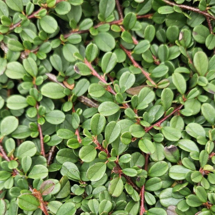 6x Cotoneaster pr. 'Streib's Findling' - ↕10-25cm - Ø9cm full-plant overview, low-growing glossy evergreen ground cover