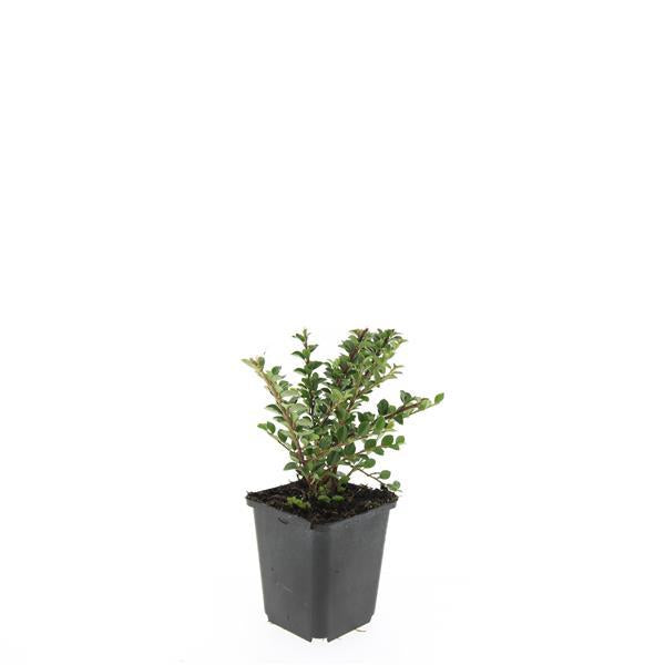 24x Cotoneaster Horizontalis 9cm Pot - Hardy Ground Cover 10-25cm