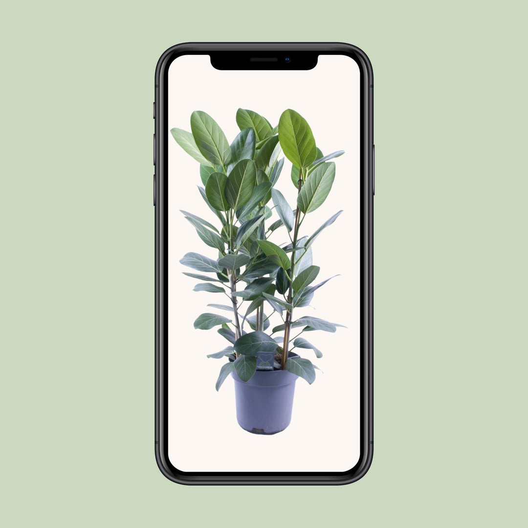 Ficus Binnendijkii Amstel King Gold - 75cm Indoor Plant Ø27cm