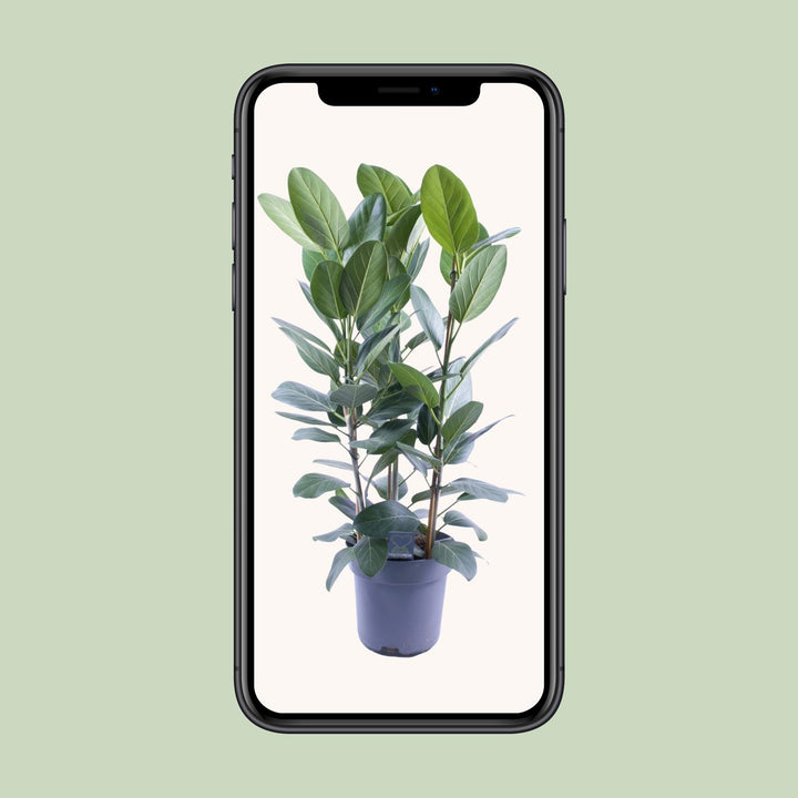 Ficus Binnendijkii Amstel King Gold - 75cm Indoor Plant Ø27cm