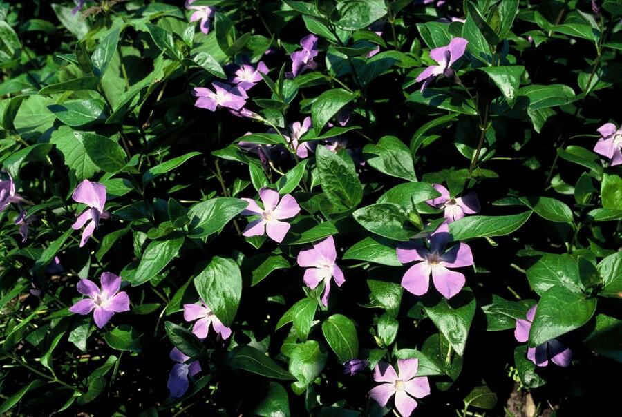 60x Vinca Major Evergreen Ground Cover Plants - 10-25cm - 9cm Pot