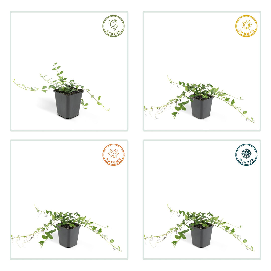 6x Vinca minor 'Alba' - ↕10-25cm - Ø9cm