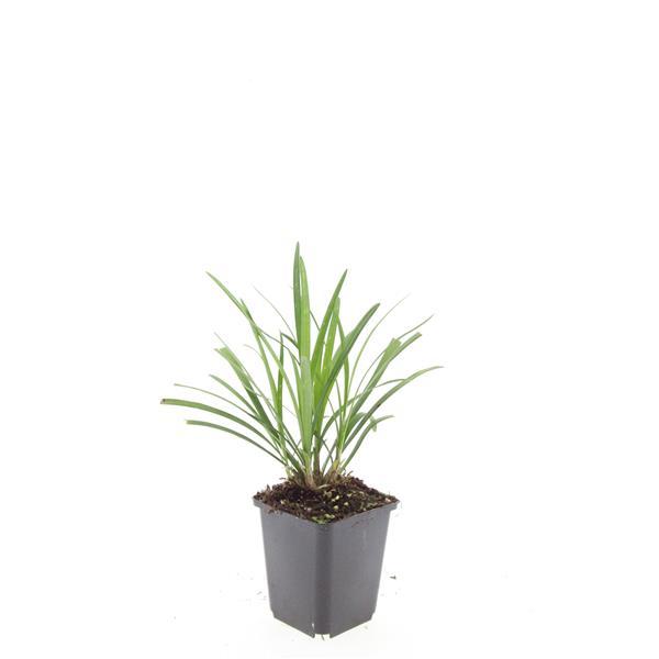24x Liriope muscari 'Ingwersen' Lily Turf - Clumping Border Plants 9cm