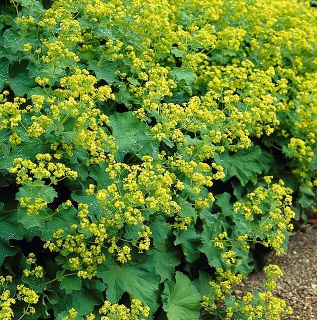 48x Alchemilla mollis Lady's Mantle - 9cm Pot - 10-25cm Height