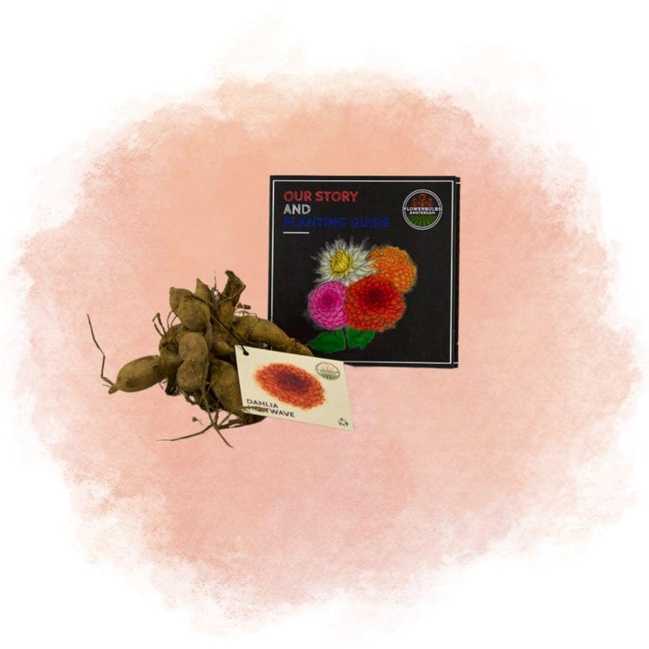 Flowerbulbs Amsterdam - 24 dahlia heatwave tubers for 4 m², large deep red flowers