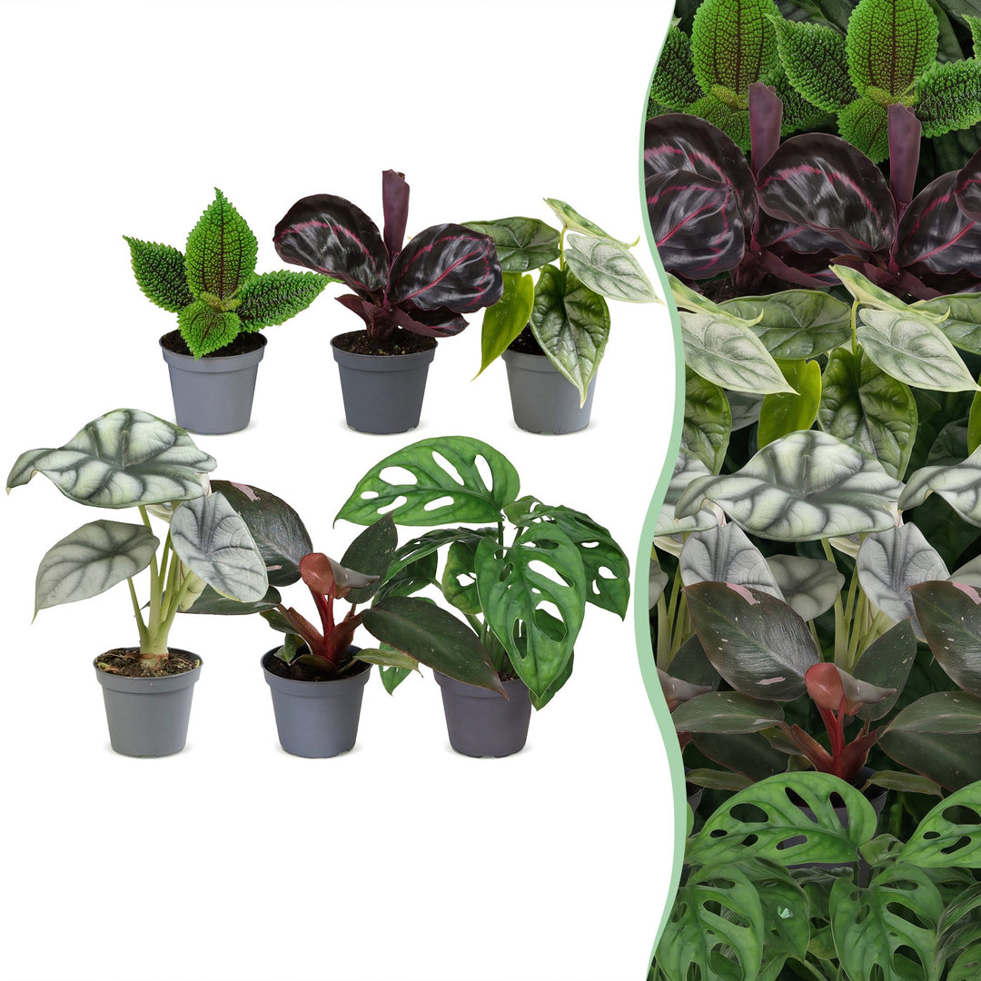 Baby Jungle Mix houseplants, pack of 6 tropical foliage plants