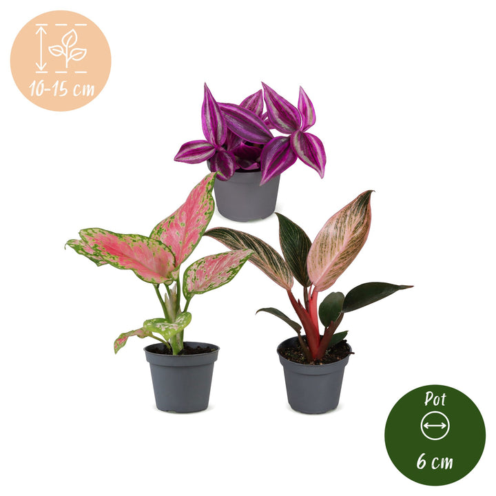 Baby Paradise Mix houseplants, pack of 3 (Tradescantia, Philodendron, Aglaonema), image 5