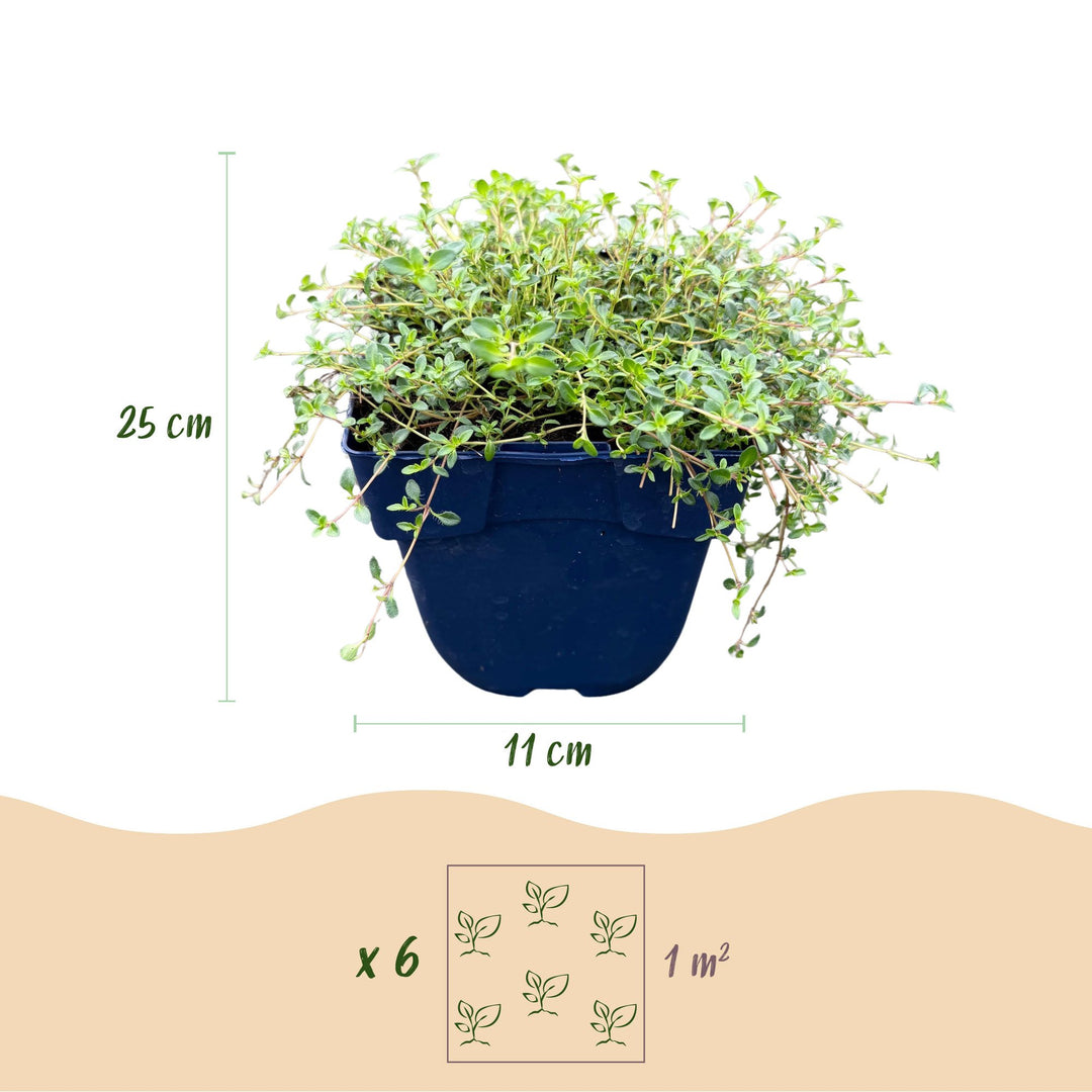 Pack of 24 Thymus praecox 'Red Carpet' creeping thyme plants in 11cm pots - view 3