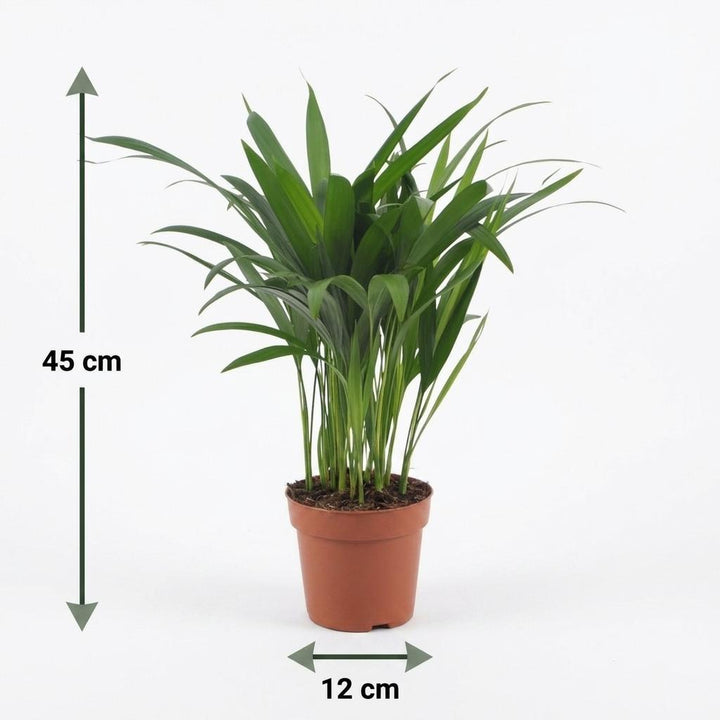 Areca Lutescens - Areca Palm - 2 Plants - met Potter Wit - Pot 12cm - Hoogte - 45cm