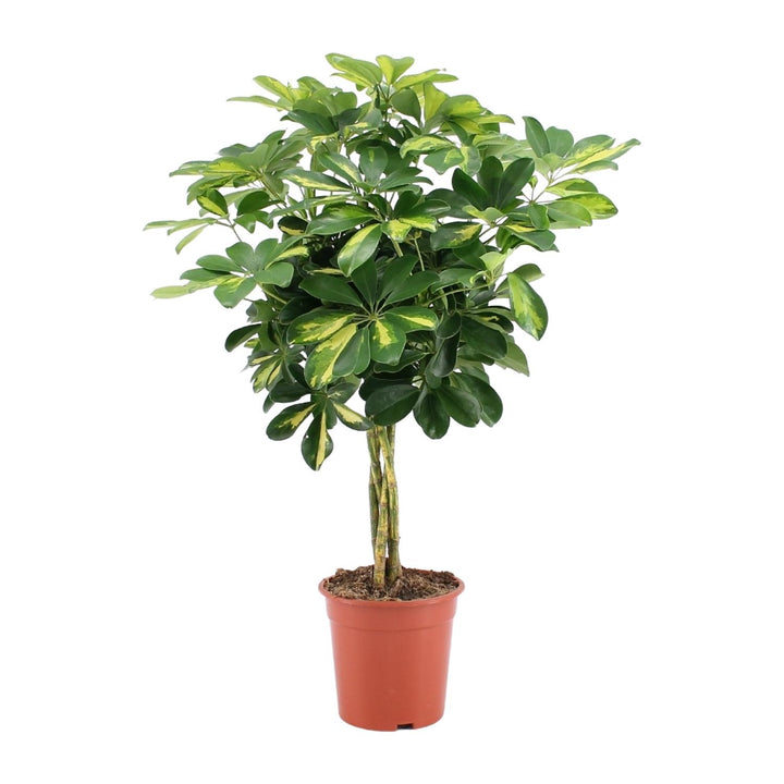 Umbrella Tree (Schefflera): Elegant Foliage, Air-Purifying & Easy Care – Your Perfect Statement Plant!