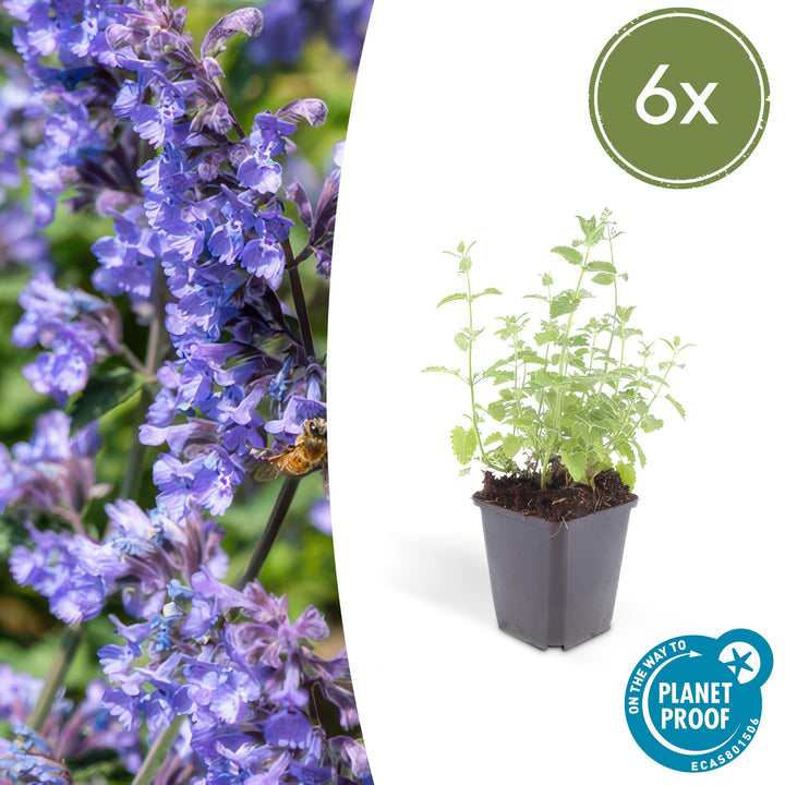 6x Nepeta 'Six Hills Giant' - ↕10-25cm - Ø9cm
