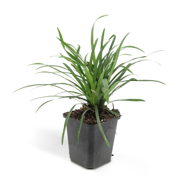 48x Liriope 'Big Blue' - Evergreen Ground Cover for Shade