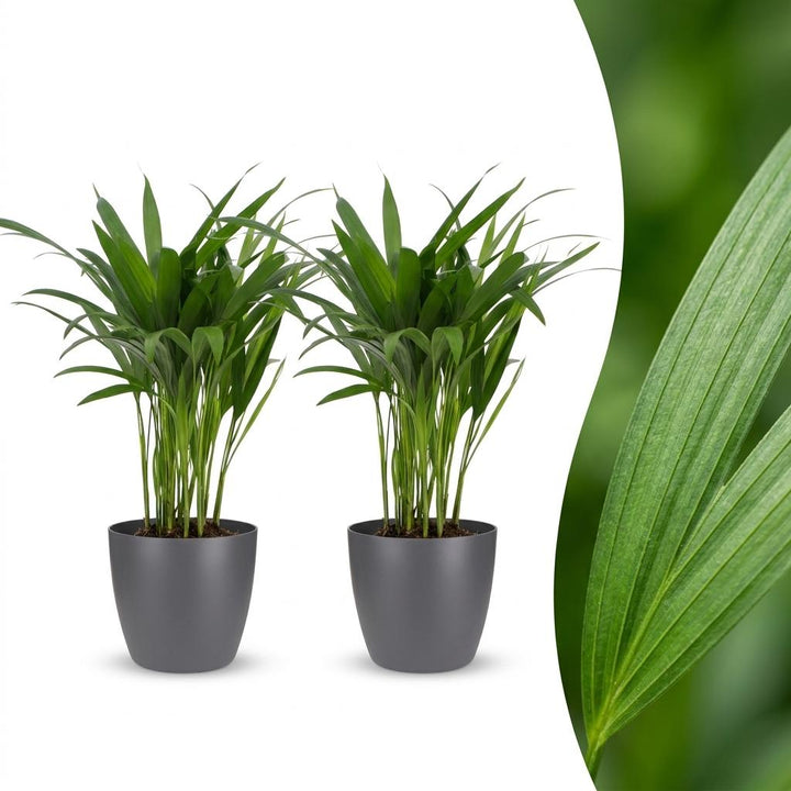 Areca Lutescens - Areca Palm - 2 Plants - met Potter Grijs - Pot 12cm - Hoogte - 45cm