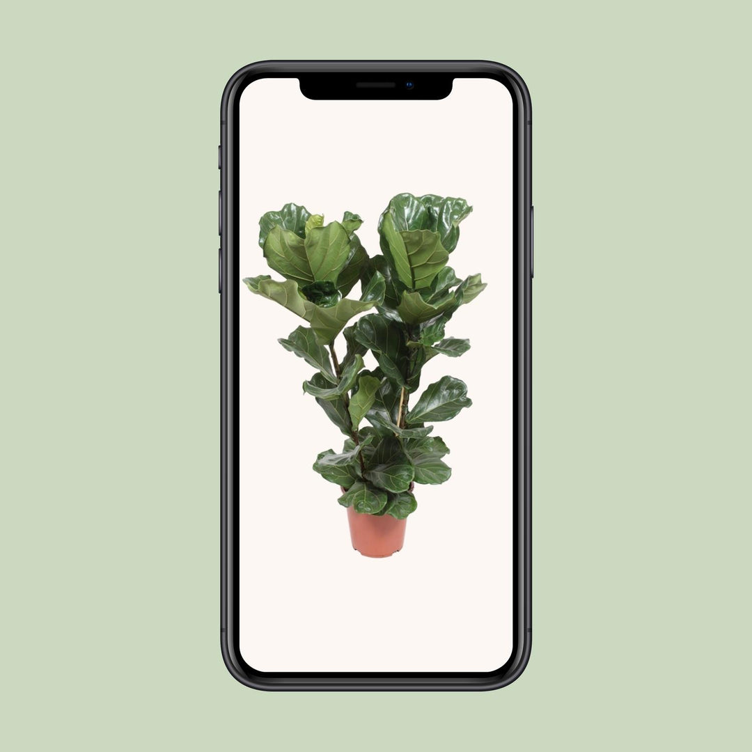 Fiddle Leaf Fig Plant - Ficus Lyrata 100cm Tall in 27cm Pot