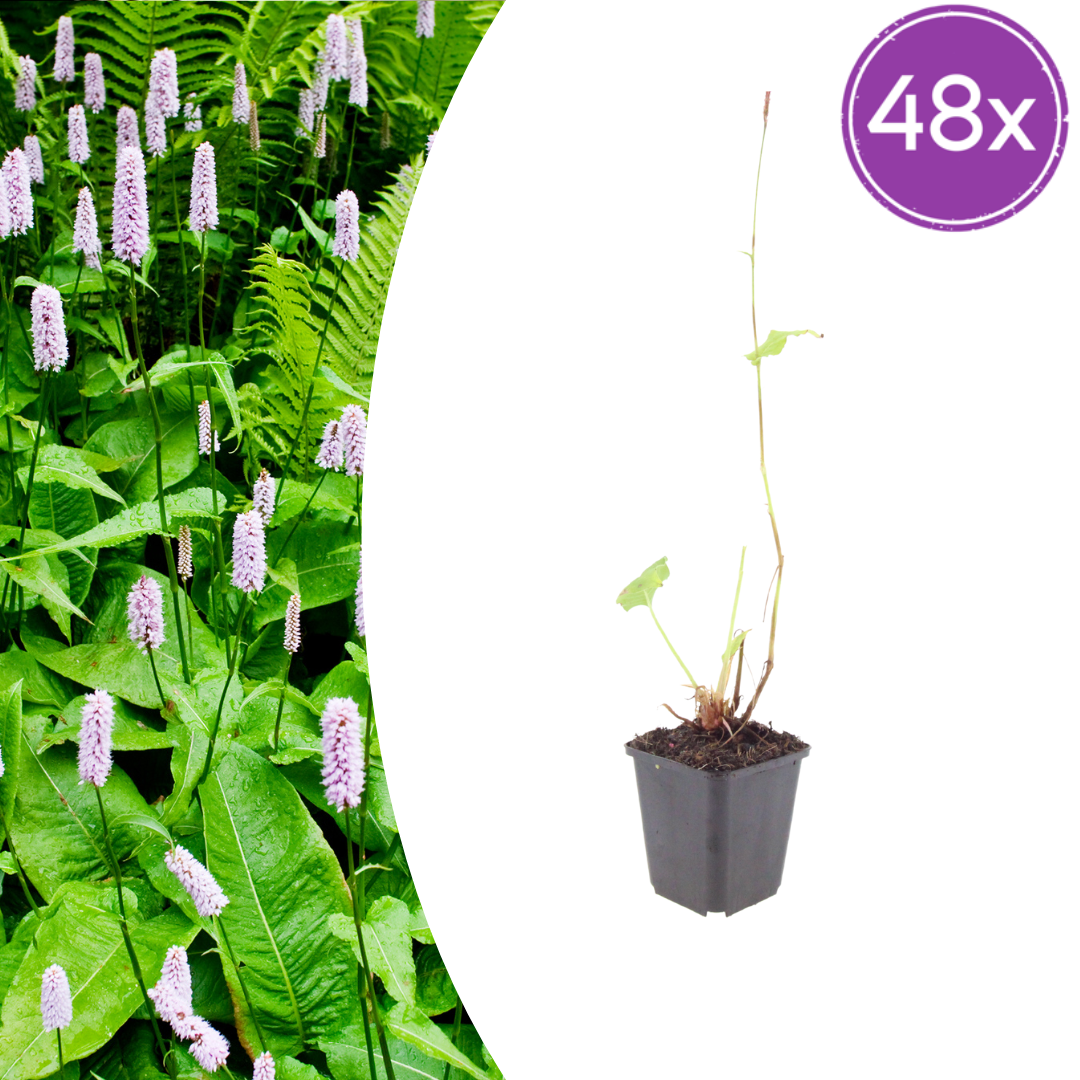 48x Persicaria a. 'Alba' - ↕10-25cm - Ø9cm