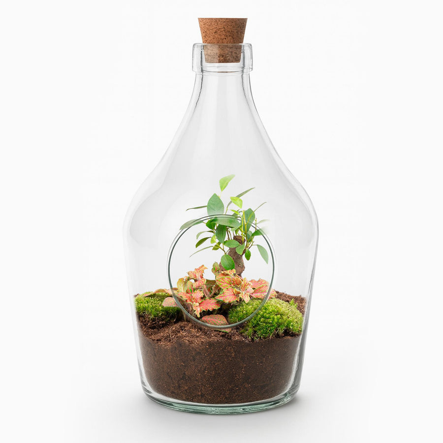 Open glass terrarium with bonsai and ruby lime plants, featuring a cork stopper and vibrant moss.