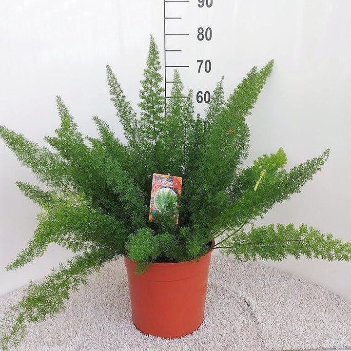 Green Asparagus Fern plant in 27cm pot, 60cm tall, by Everspring, ideal air-purifying indoor foliage.