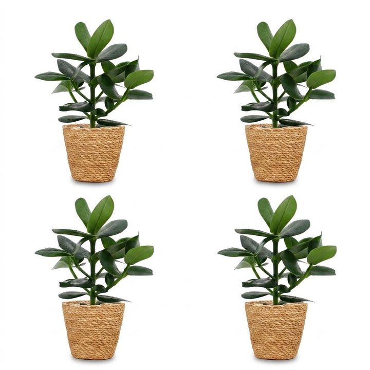 Clusia Princess - Clusia Princess - 4 Plants - with Basket - Pot 12cm - Height - 40cm