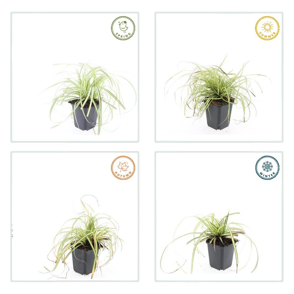 Carex Evergold Japanese Sedge - Winter Hardy Ornamental Grass