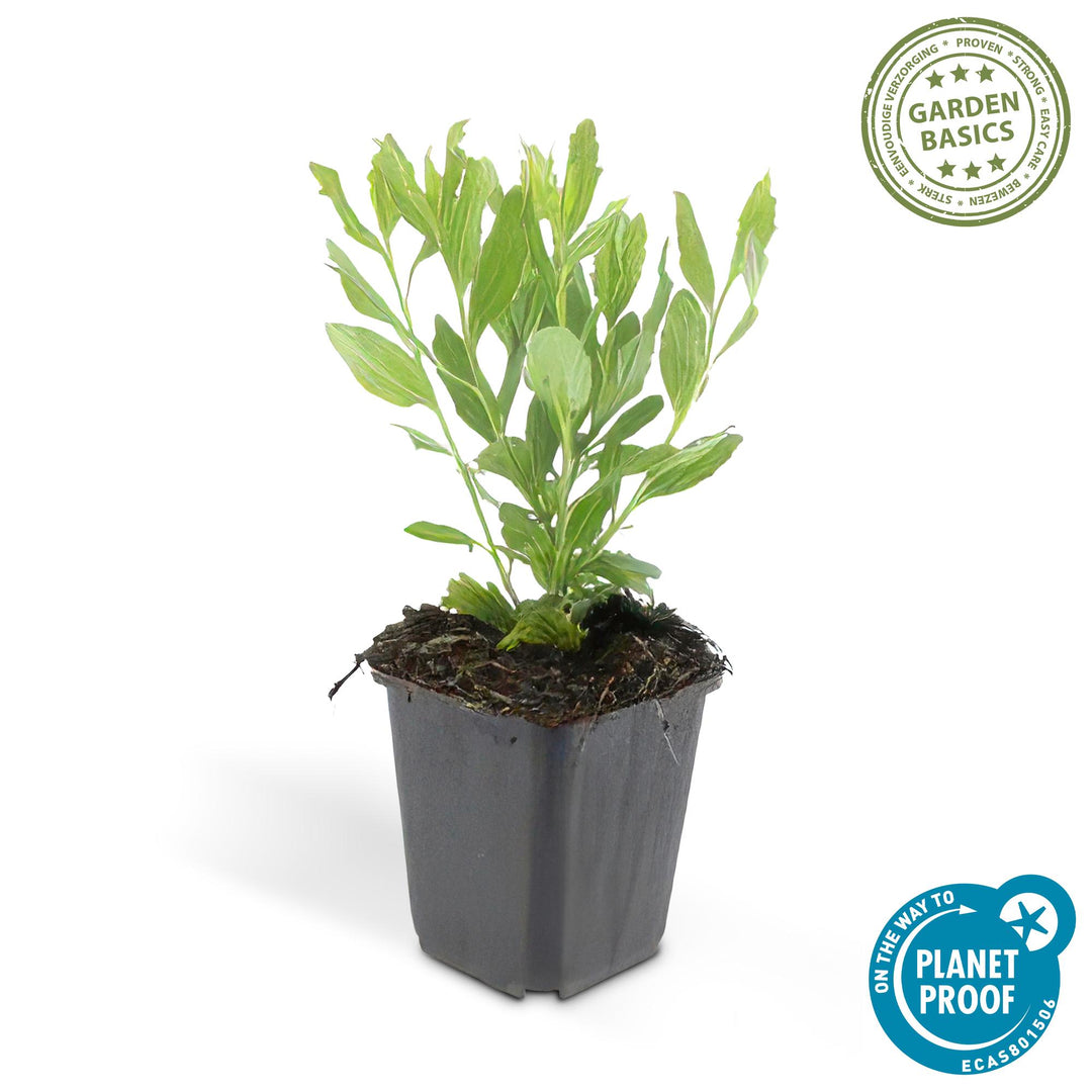 60x Aster ageratoides 'Ashvi' White - Hardy Perennial - Ø9cm