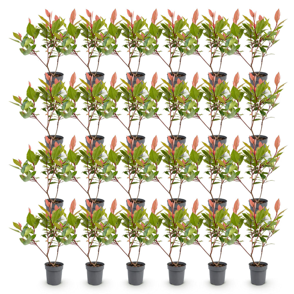 24 Photinia fraseri Little Red Robin plants in 9cm pots - view 2