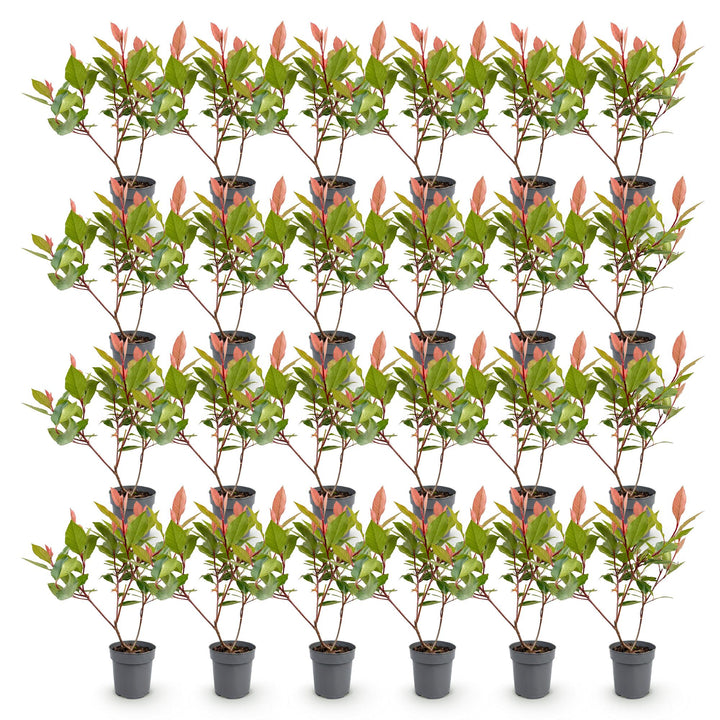 24 Photinia fraseri Little Red Robin plants in 9cm pots - view 2