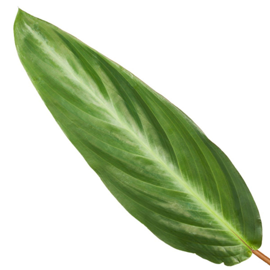 Calathea Stripestar 40cm - Striped Prayer Plant Indoor Houseplant